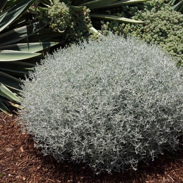 Leucophyta brownii - Koraalstruikje