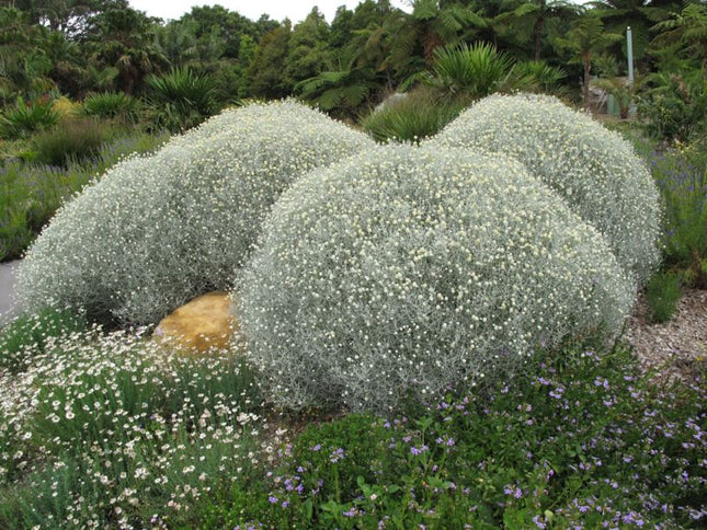 Leucophyta brownii - Koraalstruikje