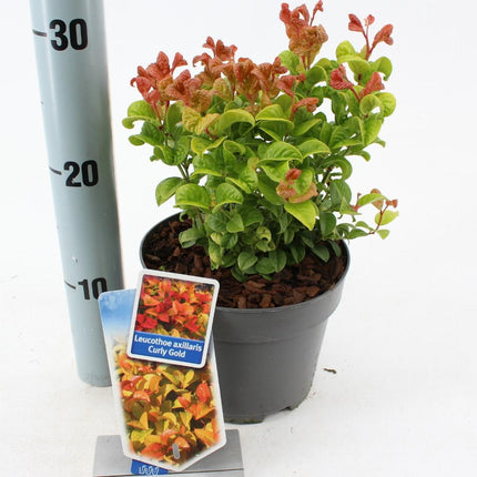 Leucothoe axillaris 'Curly Gold' - Druifheide