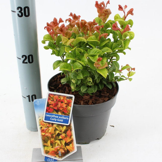 Leucothoe axillaris 'Curly Gold' - Druifheide