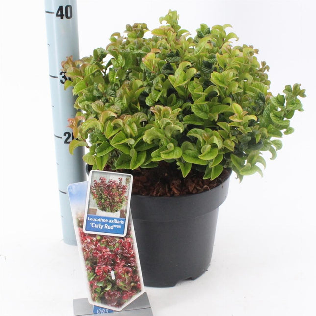 Leucothoe axillaris 'Curly Red' - Druifheide