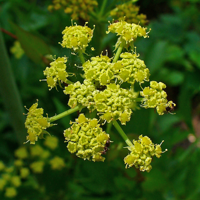 Levisticum officinale - Maggiplant