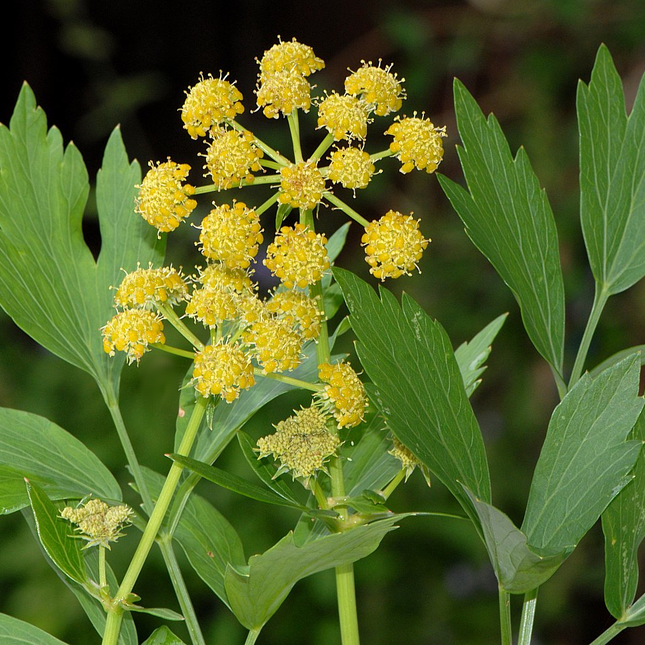 Levisticum officinale - Maggiplant