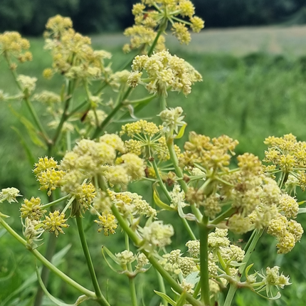 Levisticum officinale - Maggiplant