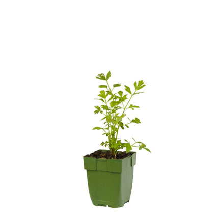 Levisticum officinale - Maggiplant