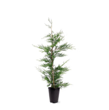 Afbeelding in Gallery-weergave laden, Cupressocyparis leylandii - Conifeer in pot
