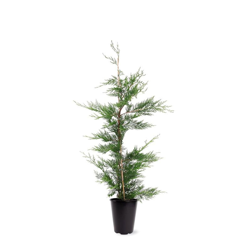 Cupressocyparis leylandii - Conifeer in pot