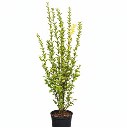igustrum ovalifolium 'Aureum' (wintergroene bonte liguster) in pot, met ovaal blad dat groen is met goudgele bladranden, compacte groei en geschikt voor haag of solitair gebruik.