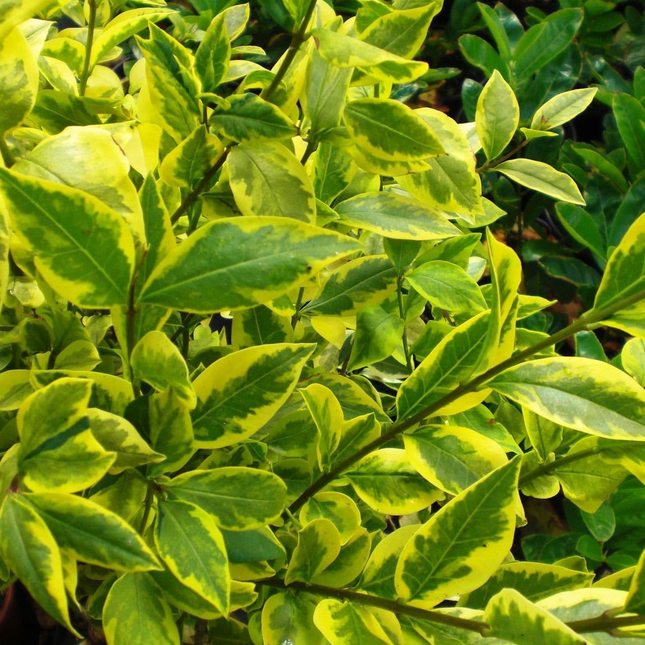 Ligustrum aureum groen met gele rand blad dichtbij