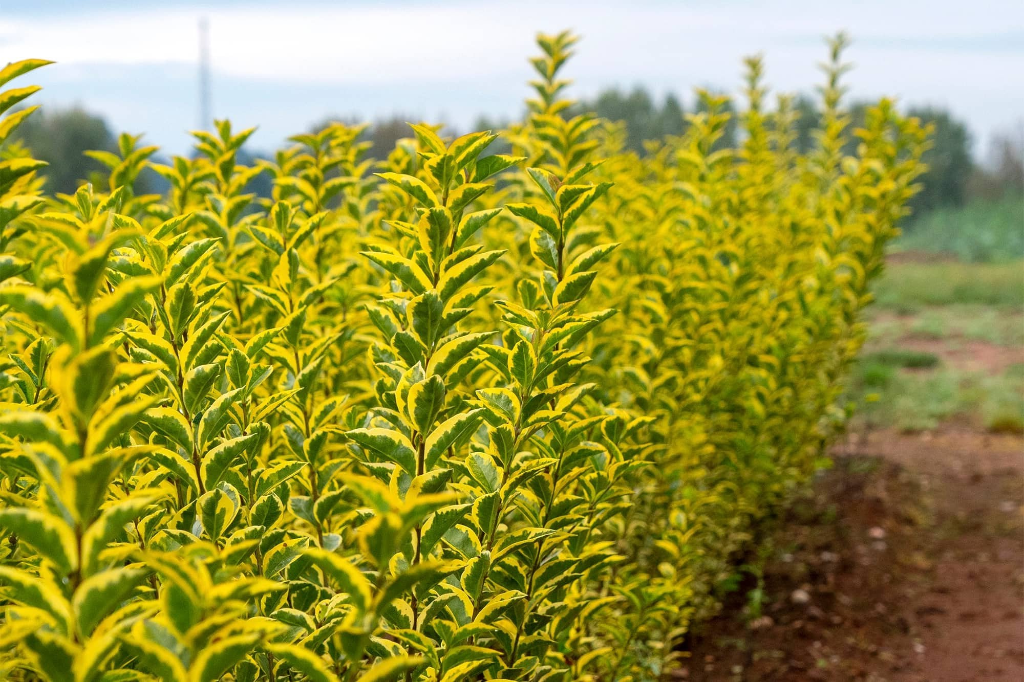 lemon basil plant Lemon Basil main image 1