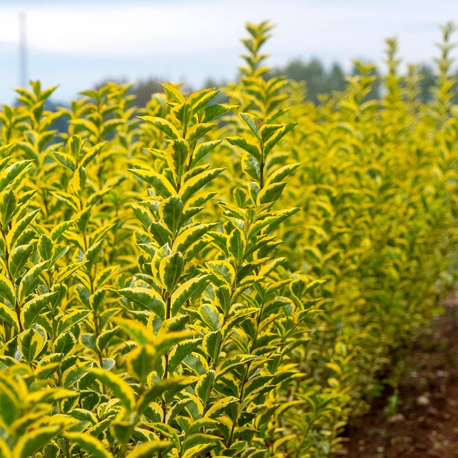 Ligustrum aureum groen met gele rand blad