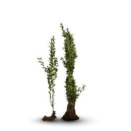 Bos Ligustrum ovalifolium (ligusterhaag) met dicht vertakte takken en frisgroene, ovale bladeren, los verkocht per bundel.