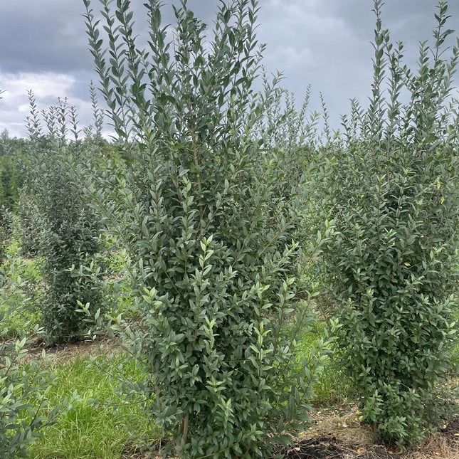Ligustrum vulgare 'Atrovirens' - Ligusterhaag met Kluit