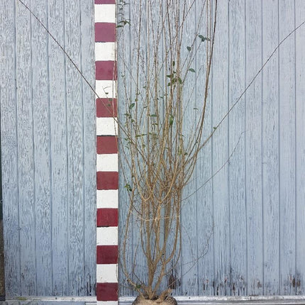 Ligustrum vulgare 'Atrovirens' - Ligusterhaag met Kluit