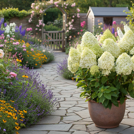 Hydrangea paniculata 'Limelight' in pot in de tuin, met grote kegelvormige bloemtrossen in limegroen boven donkergroene bladeren, geplaatst als decoratieve accentplant.