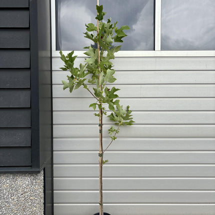 Liriodendron tulipifera - Tulpenboom