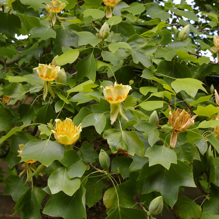 Liriodendron tulipifera - Tulpenboom