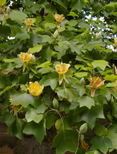 Afbeelding in Gallery-weergave laden, Liriodendron tulipifera - Tulpenboom
