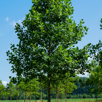 Liriodendron tulipifera - Tulpenboom