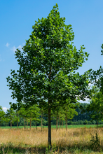 Afbeelding in Gallery-weergave laden, Liriodendron tulipifera - Tulpenboom
