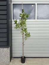 Afbeelding in Gallery-weergave laden, Liriodendron tulipifera - Tulpenboom
