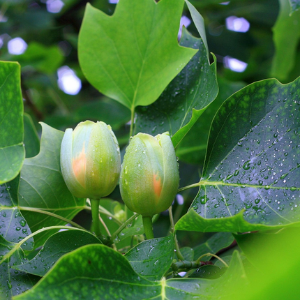 Liriodendron tulipifera - Tulpenboom