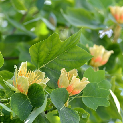 Liriodendron tulipifera - Tulpenboom