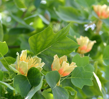 Afbeelding in Gallery-weergave laden, Liriodendron tulipifera - Tulpenboom
