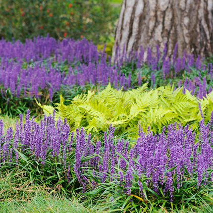Liriope muscari 'Big Blue' - Leliegras