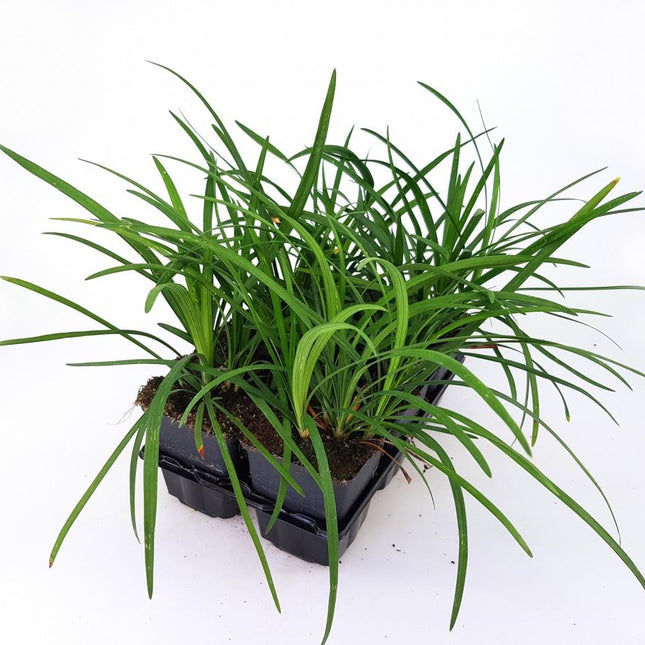 Liriope muscari 'Big Blue' - Leliegras
