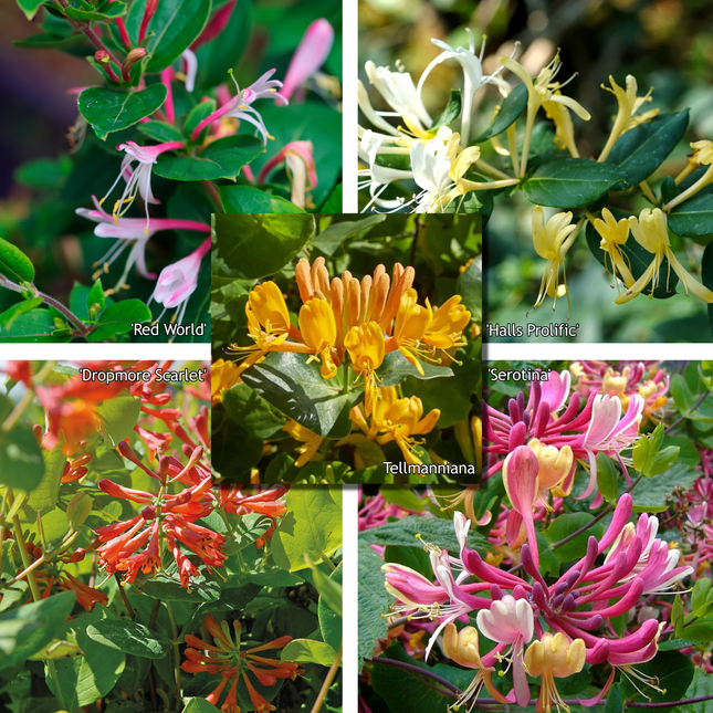 Lonicera mix - Kleur - Pakket van 10