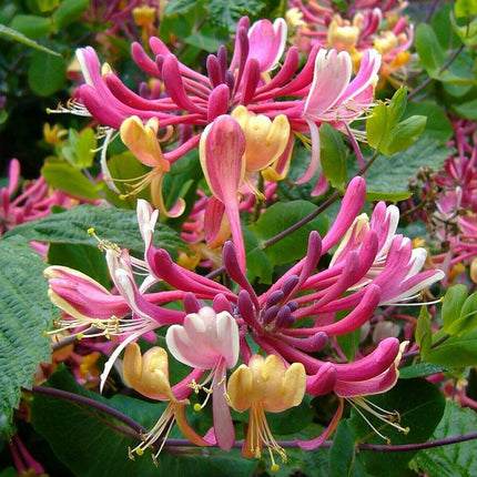 Lonicera mix - Kleur - Pakket van 10