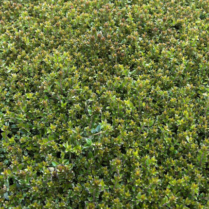 Lonicera nitida 'Hohenheimer Findling' - Struikkamperfoelie