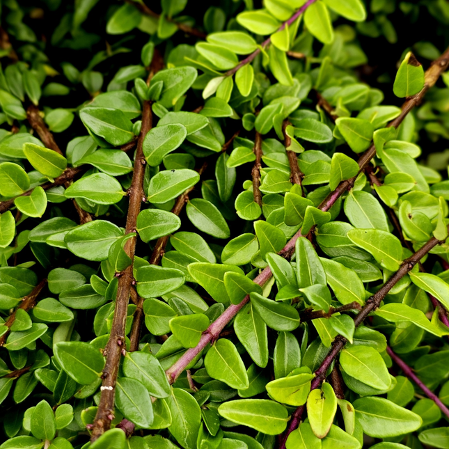 Lonicera nitida 'Maigrun' - Haagkamperfoelie