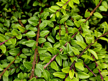 Afbeelding in Gallery-weergave laden, Lonicera nitida &#39;Maigrun&#39; - Haagkamperfoelie
