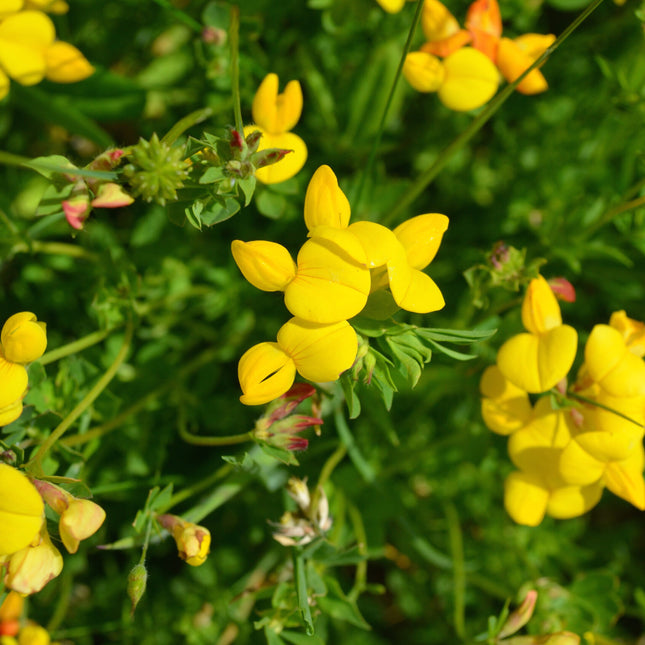 Lotus corniculatus (gewone rolklaver) met felgele vlinderbloemen in kleine trosjes, omringd door fijn groen blad in een zonnige, natuurlijke omgeving.