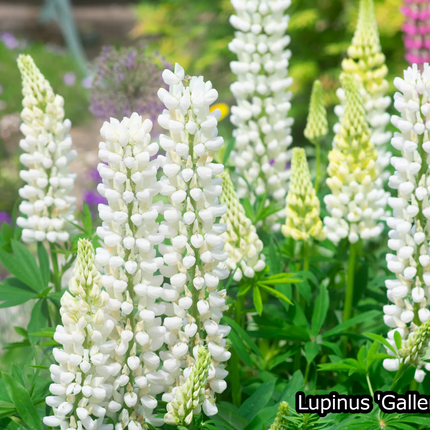 Borderpakket 'Pastel & Wit' - 5m² - 50 planten
