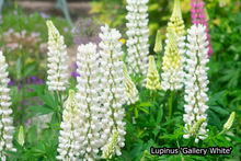 Afbeelding in Gallery-weergave laden, Borderpakket &#39;Pastel &amp; Wit&#39; - 5m² - 50 planten
