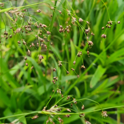 Luzula sylvatica - Grote veldbies