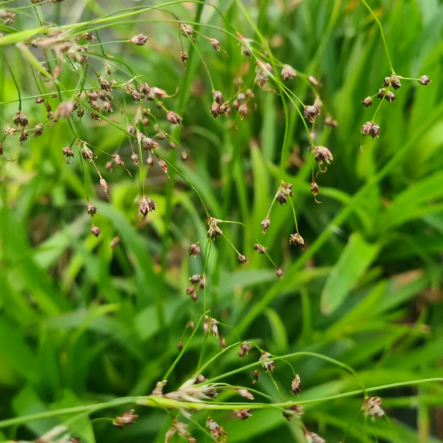 Luzula sylvatica – Wintergroene grote veldbies