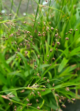 Afbeelding in Gallery-weergave laden, Luzula sylvatica - Grote veldbies
