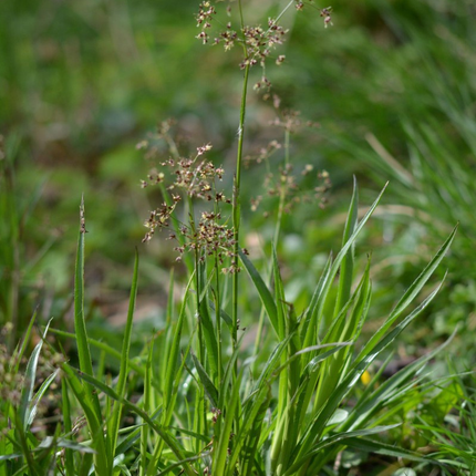 Luzula sylvatica - Grote veldbies