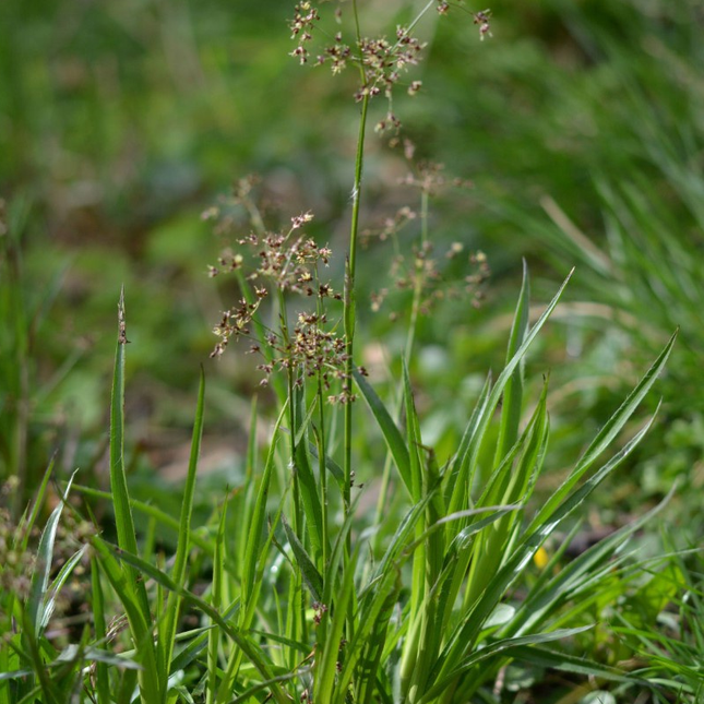 Luzula sylvatica - Grote veldbies