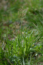 Afbeelding in Gallery-weergave laden, Luzula sylvatica - Grote veldbies

