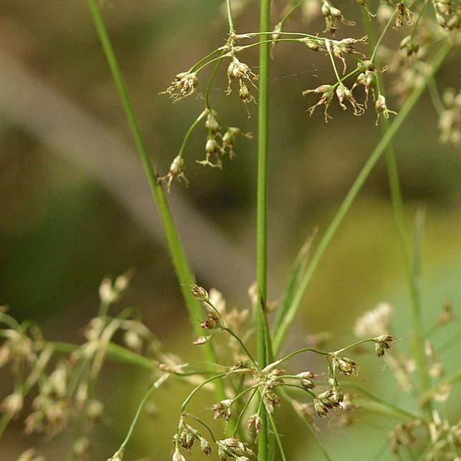 Luzula sylvatica - Grote veldbies
