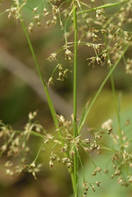 Afbeelding in Gallery-weergave laden, Luzula sylvatica - Grote veldbies
