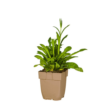 Lychnis flos-cuculi - Echte koekoeksbloeom