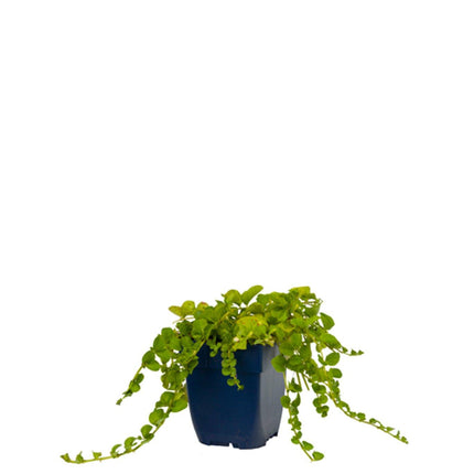Lysimachia nummularia - Penningkruid