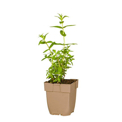 Lythrum salicaria - Grote kattenstaart