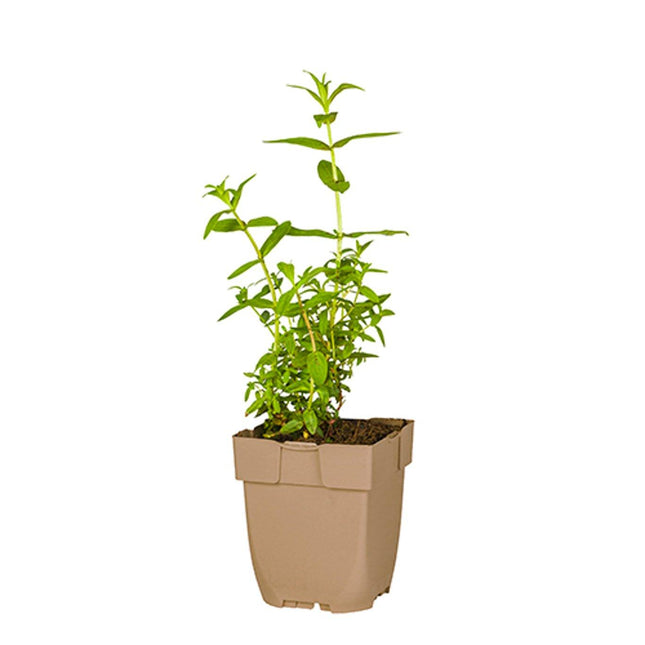 Lythrum salicaria - Grote kattenstaart